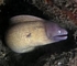 Moray eel