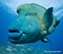Napoleon wrasse