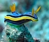 Nudibranch