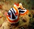 Nudibranch