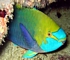 Parrotfish