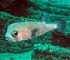 Porcupine fish