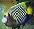 Angelfish