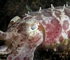 Reef cuttlefish