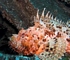 Scorpionfish