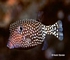 Spotted boxfish