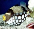 Clown triggerfish