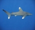 Whitetip shark