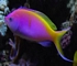 Anthias