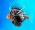 Turkeyfish