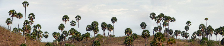 Paisaje de la isla de Rinca