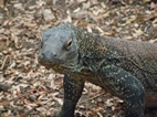 Hembra de dragon de Komodo, Isla de Rinca