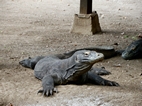 Dragon de Komodo, Isla de Rinca