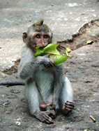 Monkey Forest