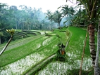 Alrededores del Templo de Gunung Kawi, Bali