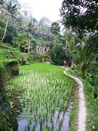 Alrededores del Templo de Gunung Kawi