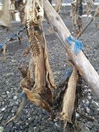 Pescado seco y curado al aire, Hvammstangi