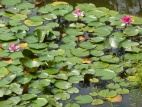 Isuien Garden