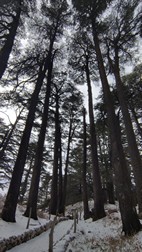 Bosque de los Cedros de Dios