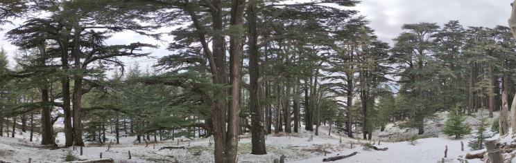 Bosque de los Cedros de Dios