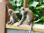 Batu Caves