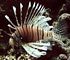 common lionfish