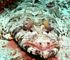 crocodile fish