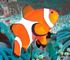 false clown anemonefish