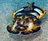 Flamboyant cuttlefish