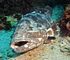 giant potato grouper