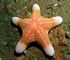 granulated seastar