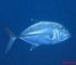 bigeye trevally