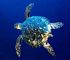 hawksbill turtle