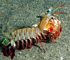 mantis shrimp