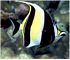 moorish idol