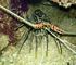 painted spiny lobster