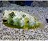 porcupine fish