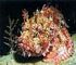 reef scorpionfish