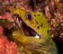 spot face moray eel