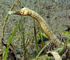 stick pipefish