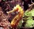 thorny seahorse