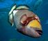 titan trigger fish