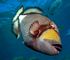 titan trigger fish