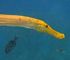 trumpetfish