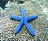 blue seastar