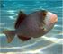 yellow margin triggerfish