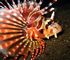 lionfish