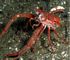 squat lobster