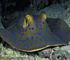 blue spotted stingray