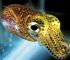 bobtail squid